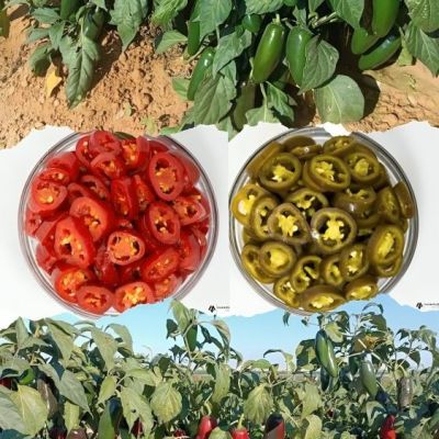 Green & Red JALAPENO PEPPER 2024