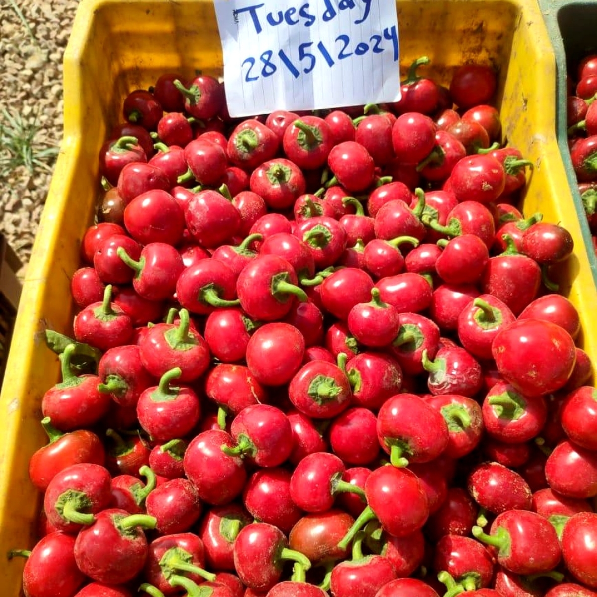 فلفل كريز بدون عنق