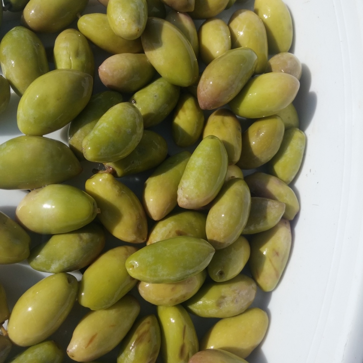 زيتون أخضر كامل