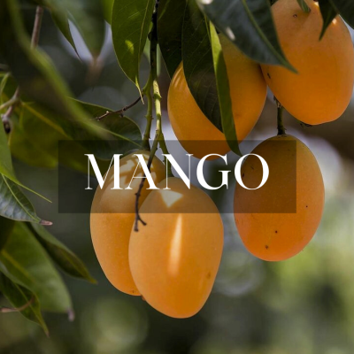 مانجو 