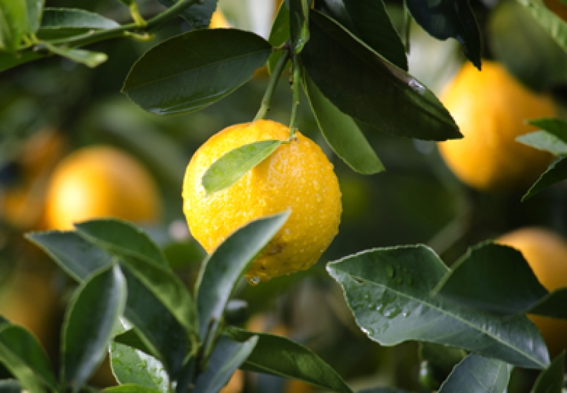 الاستراتيجية